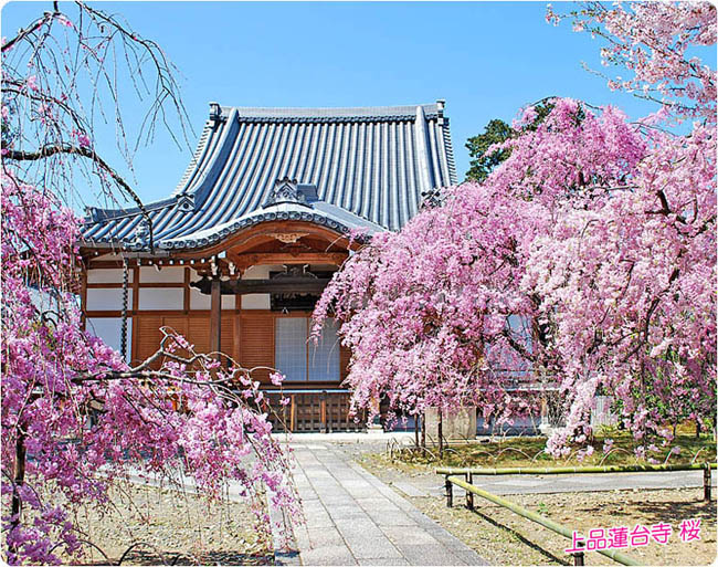 上品蓮台寺桜1