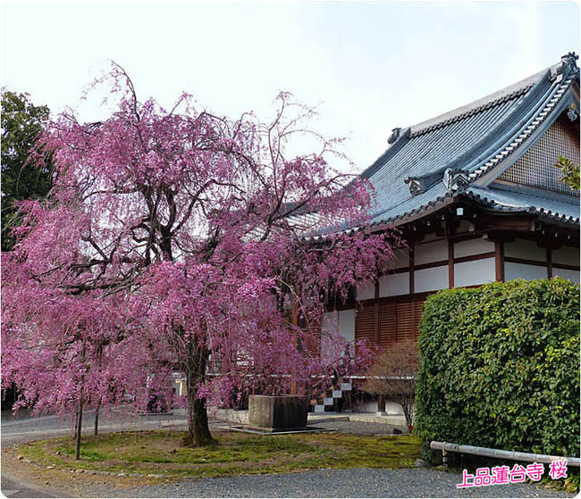 上品蓮台寺桜2