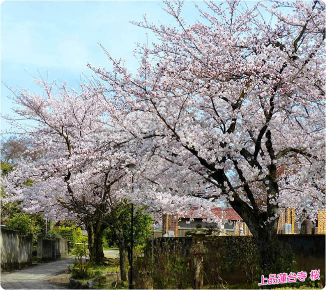 上品蓮台寺桜3