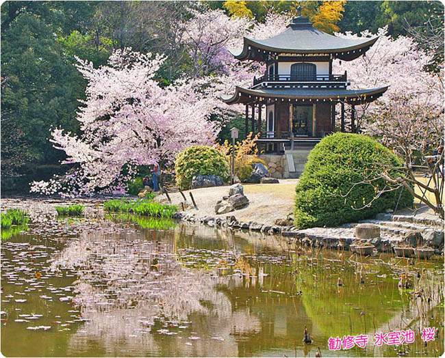 勧修寺の桜2