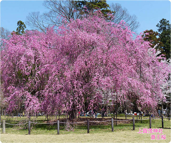 上賀茂神社の桜2