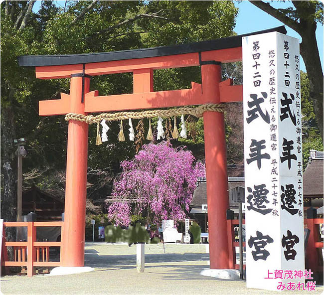 上賀茂神社の桜3