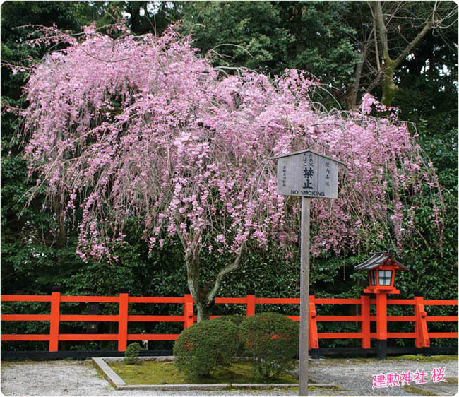 建勲神社の桜3