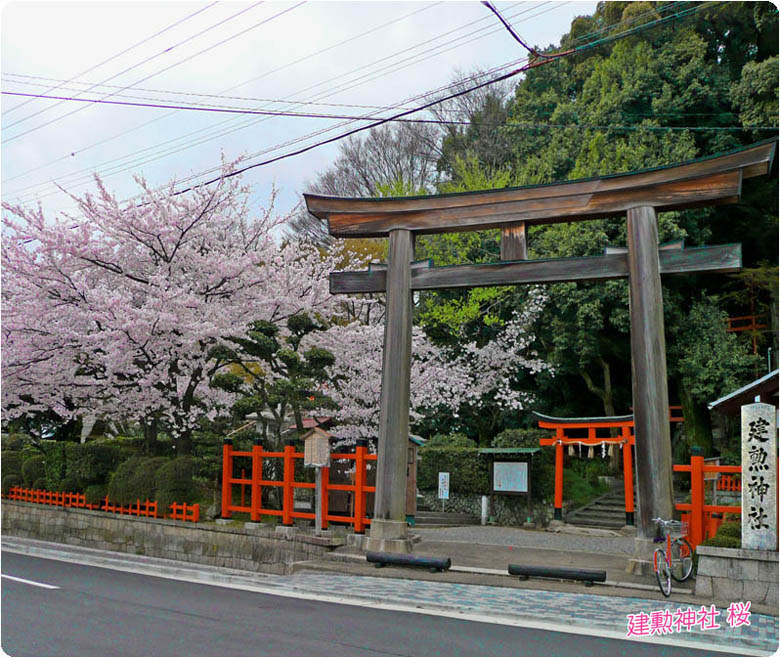 建勲神社の桜1