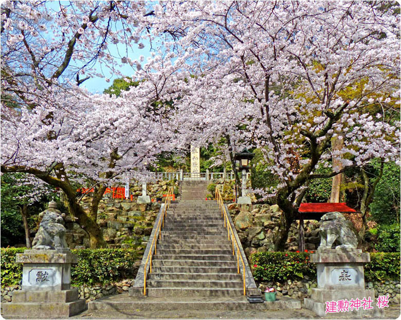 建勲神社の桜2