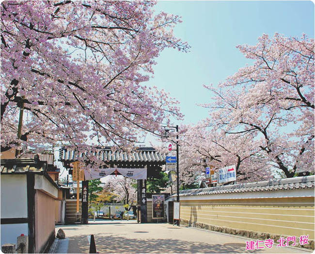 建仁寺の桜1