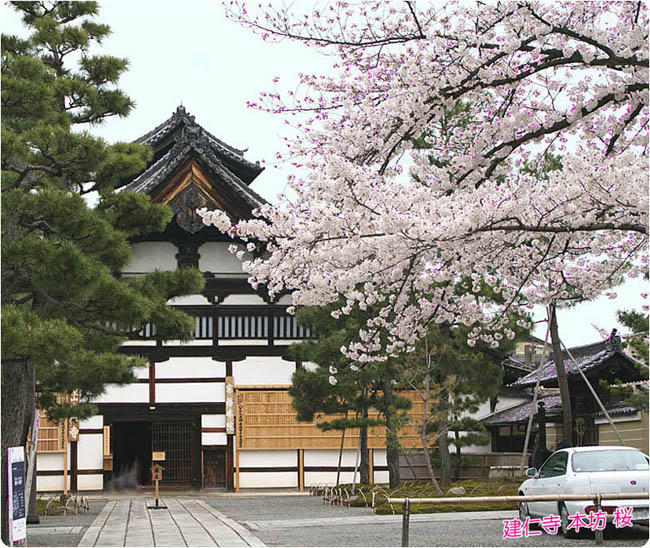 建仁寺の桜2