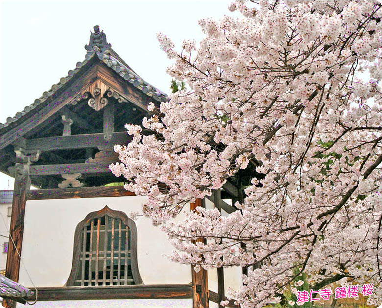 建仁寺の桜3