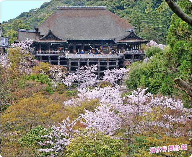 清水寺の桜2