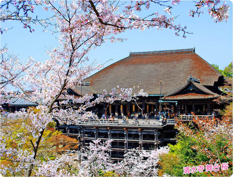 清水寺の桜1