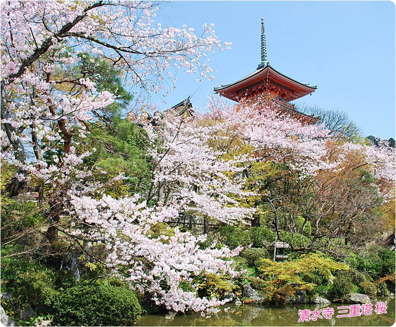清水寺の桜3