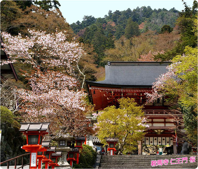 鞍馬寺の桜1