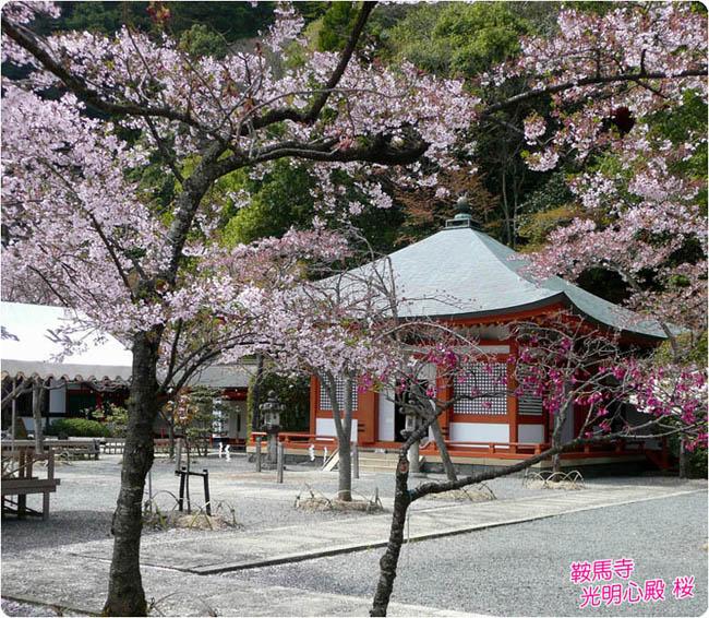 鞍馬寺の桜3