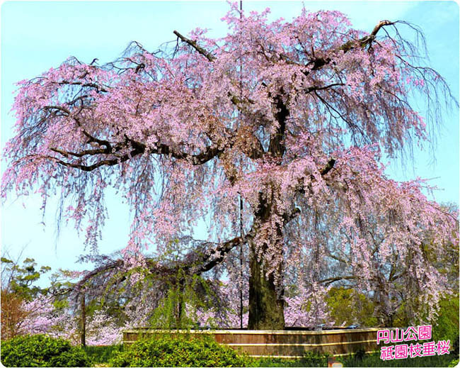 円山公園の桜1