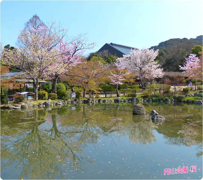 円山公園の桜2