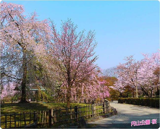 円山公園の桜3