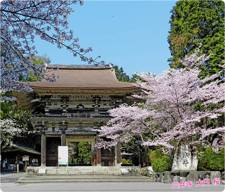 三井寺桜1