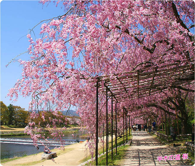 半木の道の桜2