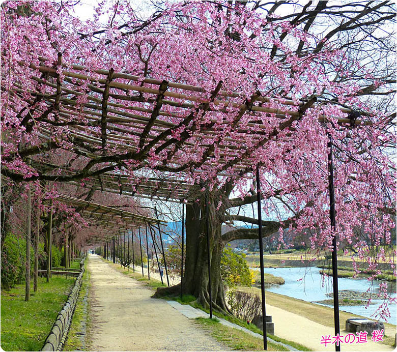 半木の道の桜1