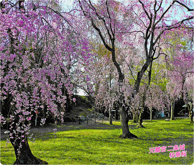 二条城の桜3