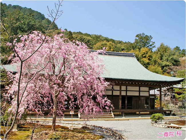 二尊院の桜1