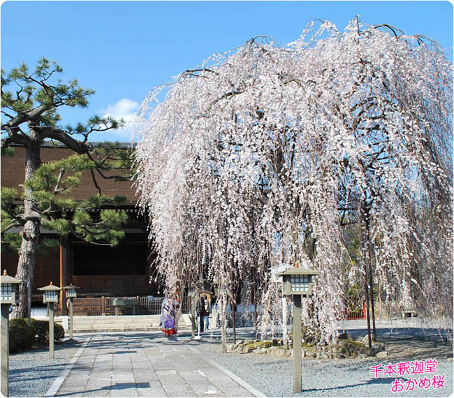 千本釈迦堂桜1