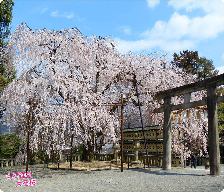 大石神社桜1