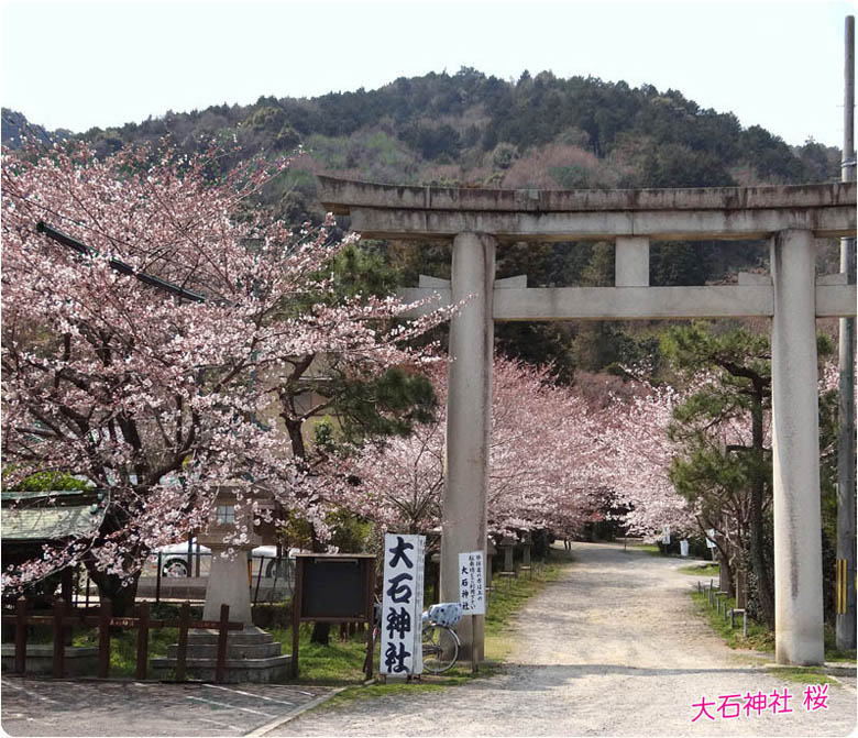 大石神社桜3