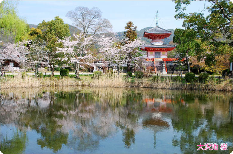 大覚寺大沢池 桜