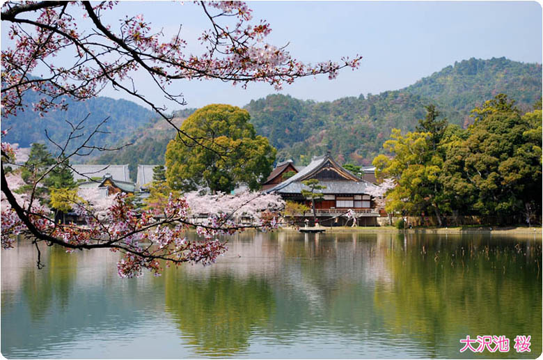 大沢池の桜3