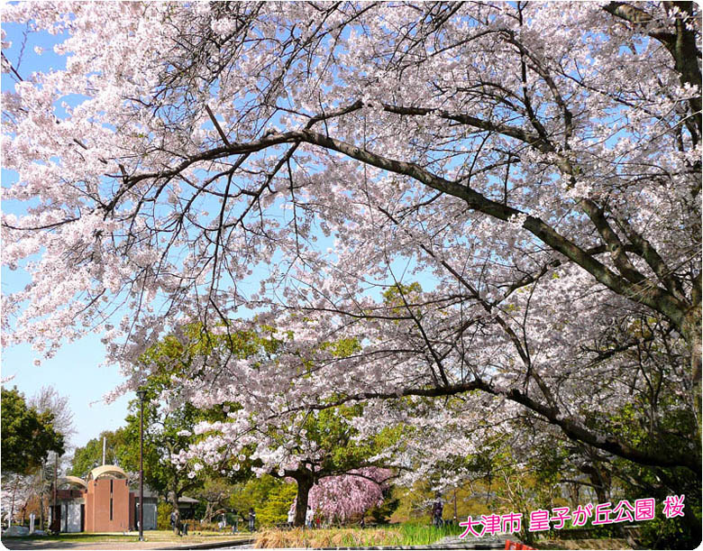 皇子山公園桜1
