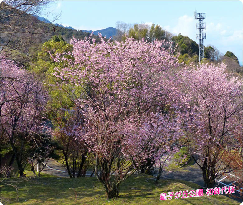 皇子山公園桜2