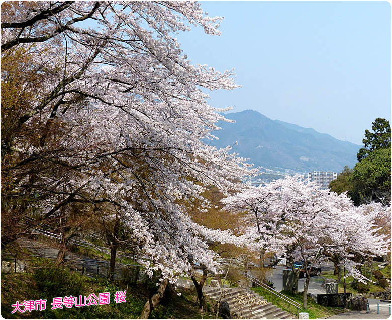 皇子山公園桜3