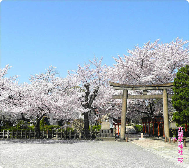 六孫王神社桜1