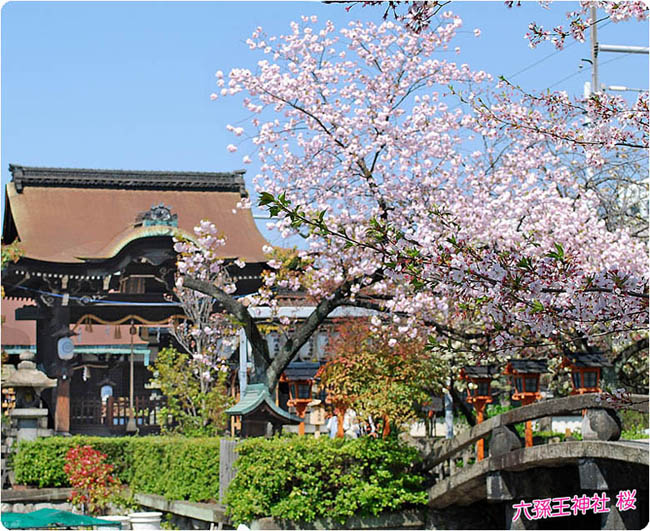 六孫王神社桜2