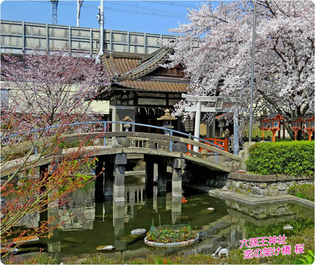 六孫王神社桜3