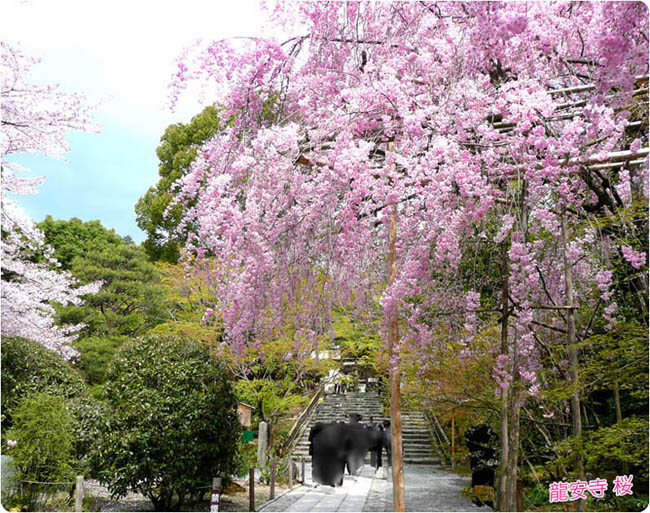 龍安寺の桜2