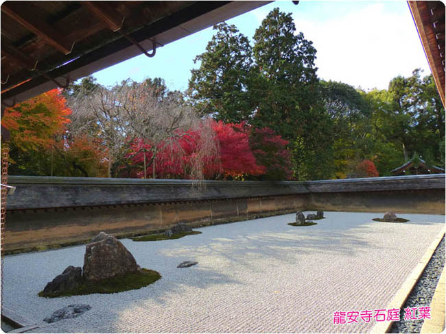 龍安寺の桜4