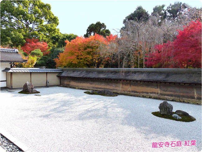 龍安寺の桜5