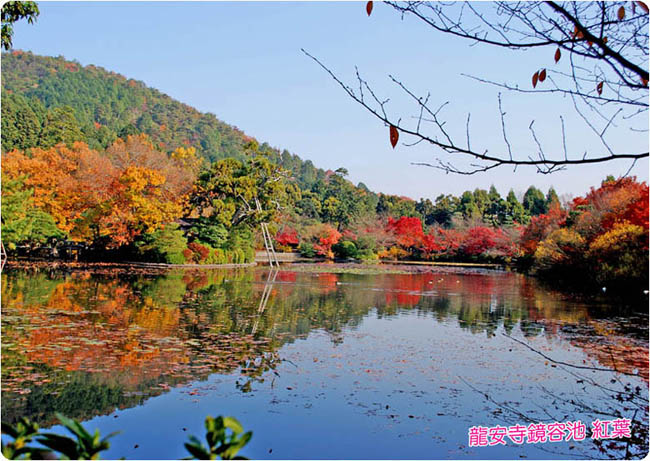 龍安寺の桜6