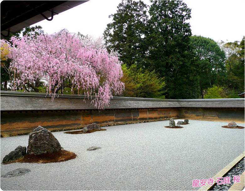 龍安寺の桜1