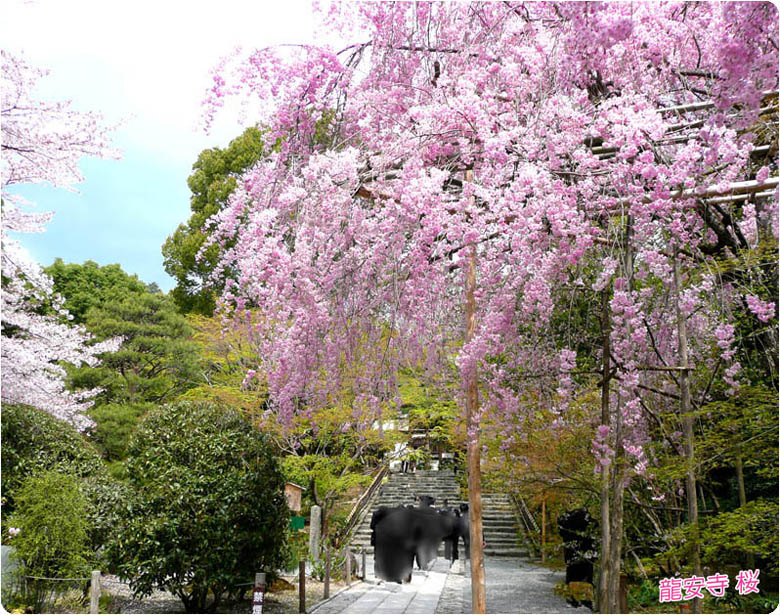 桜咲く龍安寺
