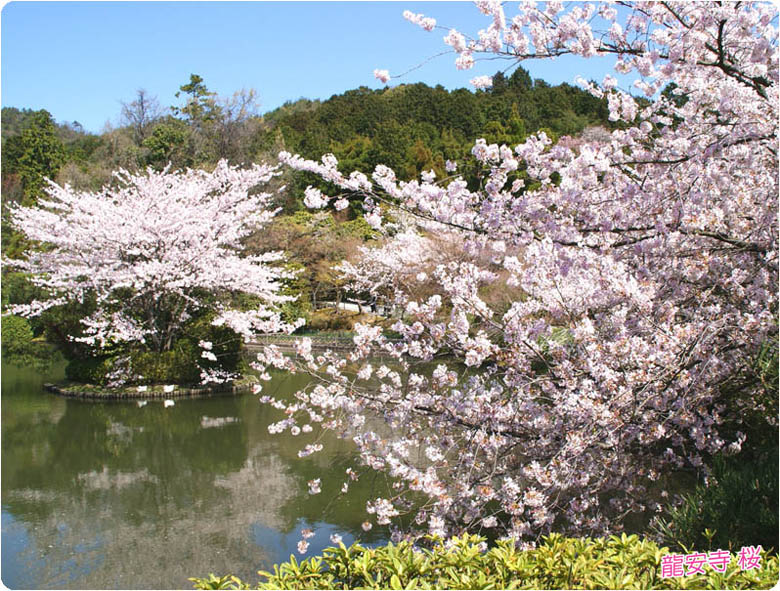 龍安寺の桜3