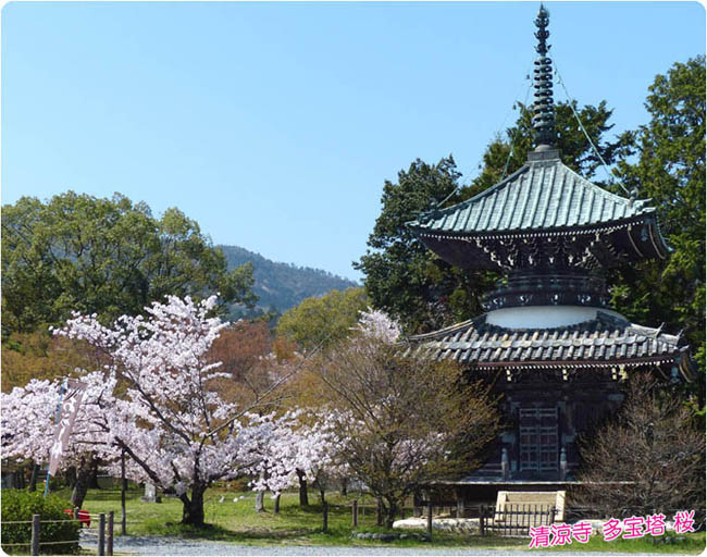 清凉寺桜2