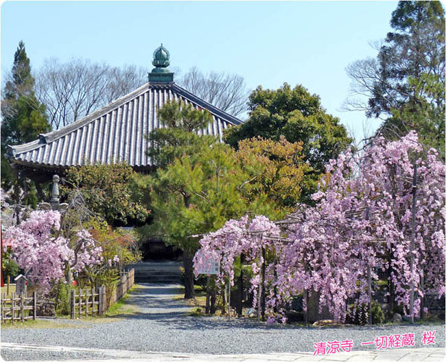 清凉寺桜3