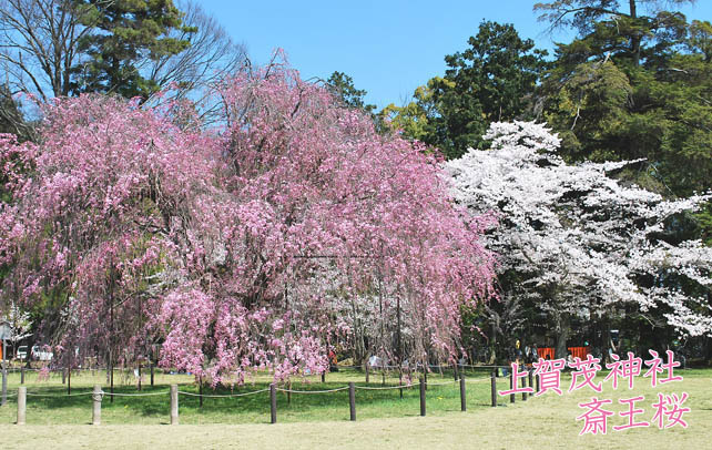 表紙桜5