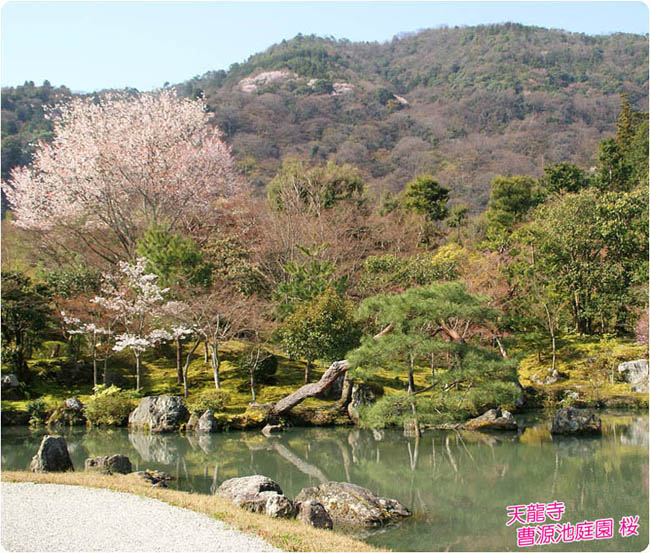 天龍寺桜1