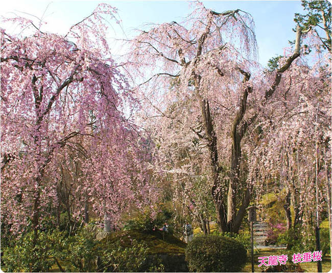 天龍寺桜2