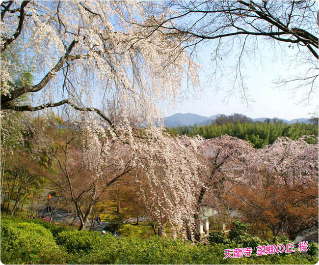 天龍寺桜3