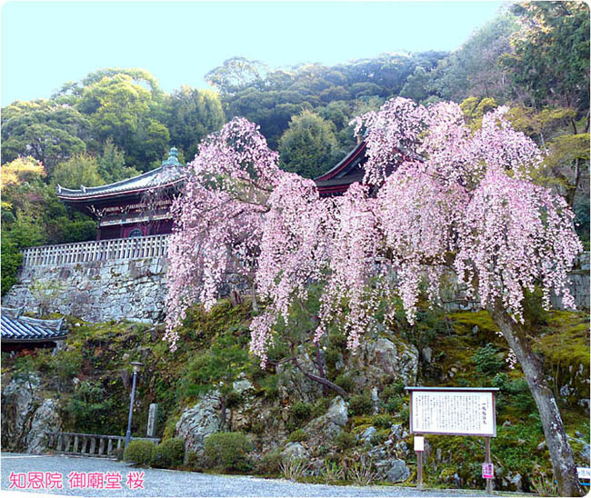 知恩院の桜2